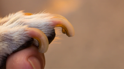 Le zampe del cane dove possiamo vedere bene l'anima vascolarizzata e la parte corneale. unghie lunghe