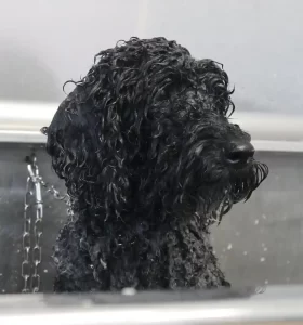 Cane barbone che fa il bagno