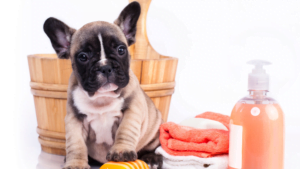 Cucciolo di cane in toelettatura