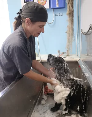 Lavare il cane