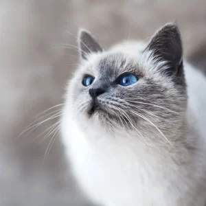Muso gatto a pelo semilungo bianco con orecchie e muso grigi