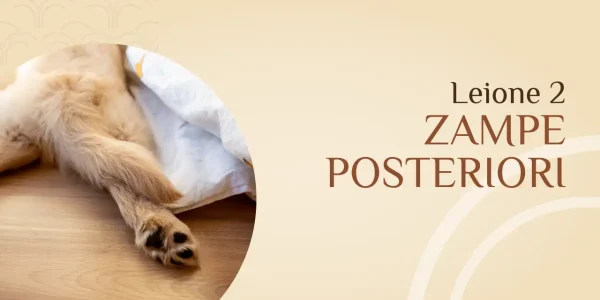 Spazzolatura Zampe Posteriori