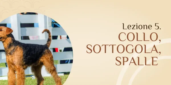 Spazzolatura Collo, Sottogola e Spalle
