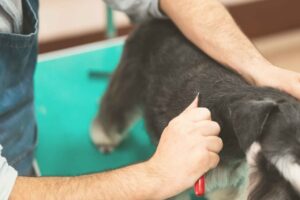 Tecnica di Stripping su Schnauzer nano nero argento