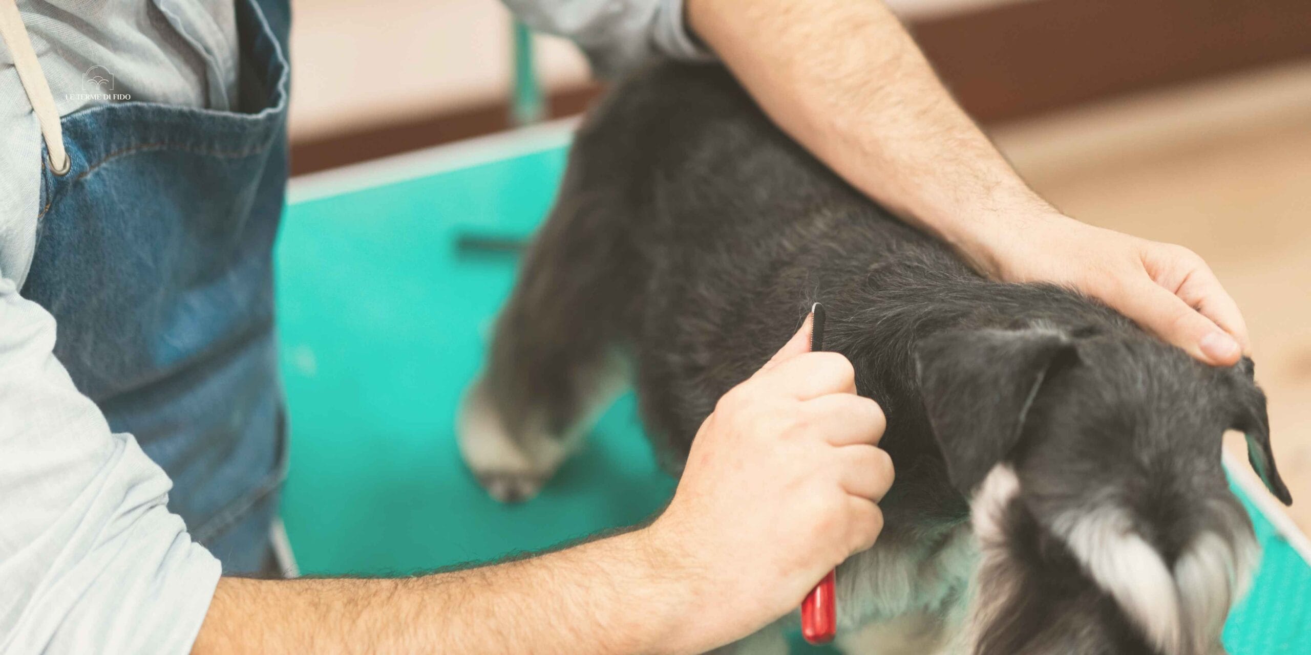 Tecnica di Stripping su Schnauzer nano nero argento