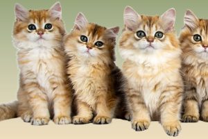 4 cuccioli di gatto beige tigrati con collo e pancia bianchi