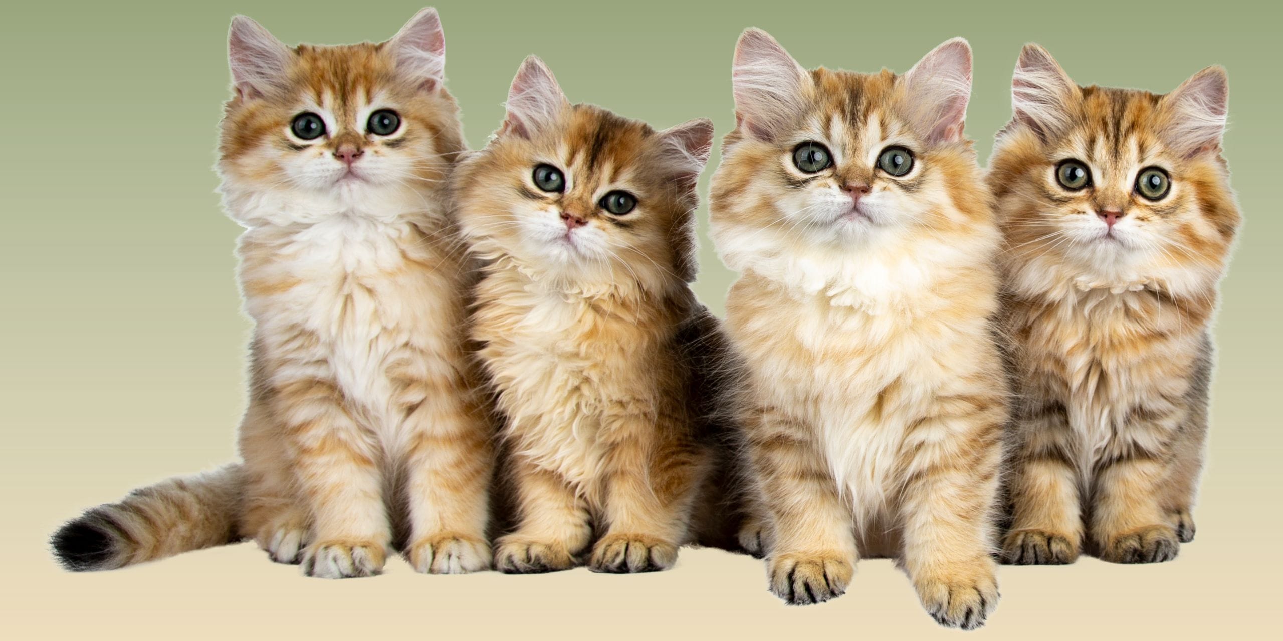 4 cuccioli di gatto beige tigrati con collo e pancia bianchi