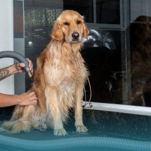 Cane Golden in asciugatura