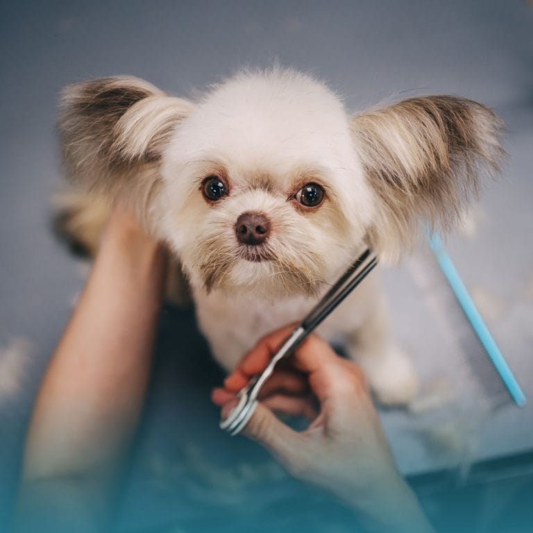 Taglio del pelo della testa di un cane con orecchie grandi e pelose