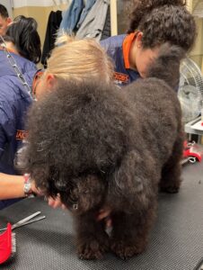 Due allieve che lavorano su un barboncino nero